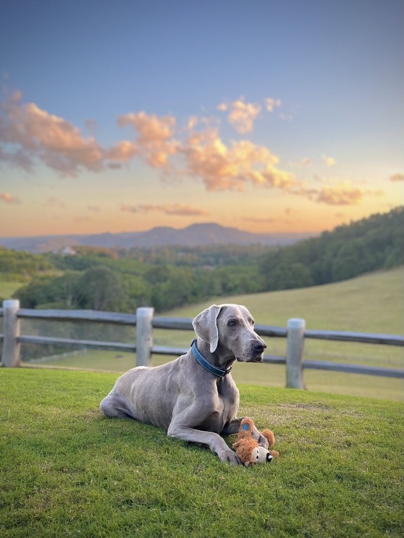 Bailey - The lord of the manner